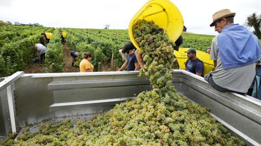 Workers at a vineyard in France collect white grapes and pour them into a bin.