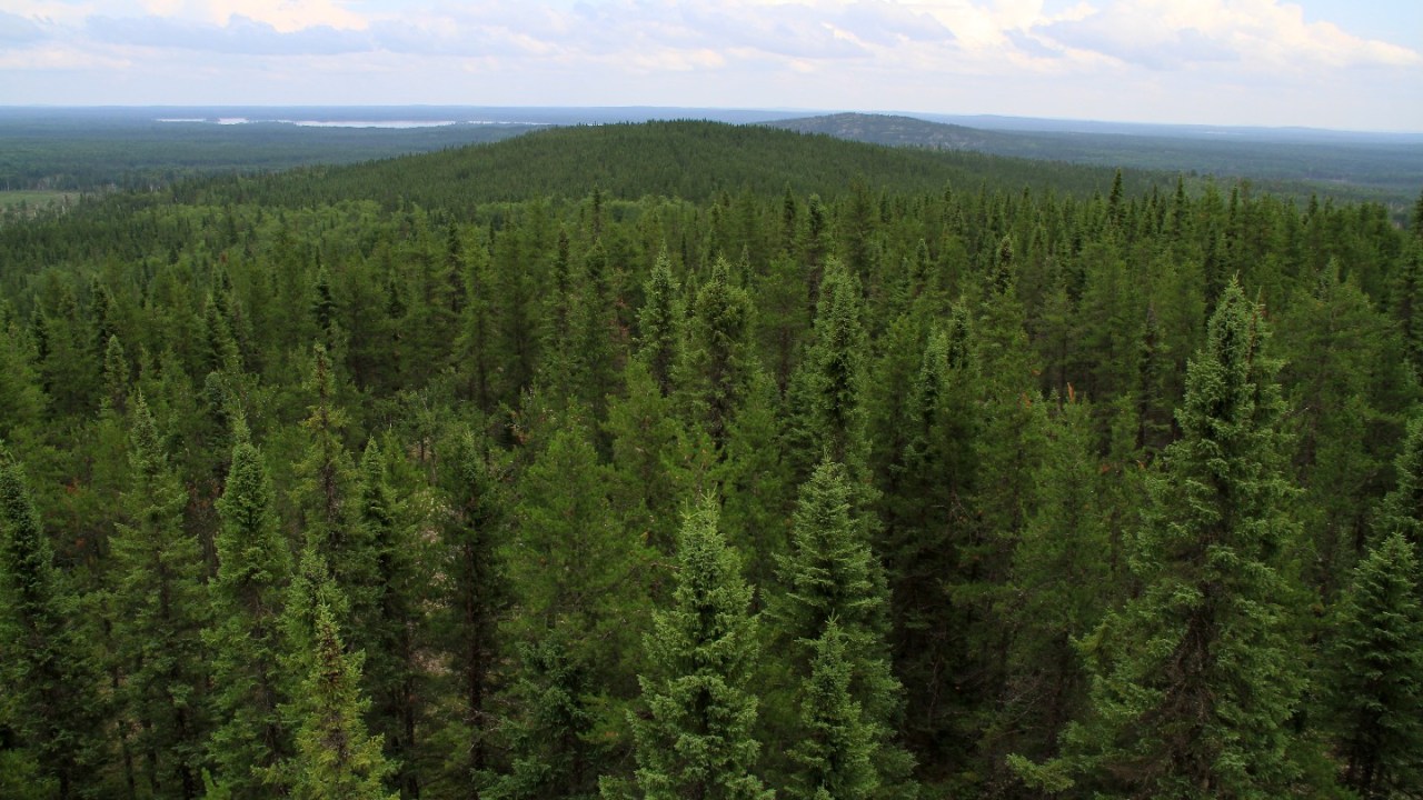 Boreal forests in Canada.