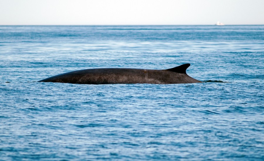 The dorsal fin of a whale is seen in the Gulf of Maine.