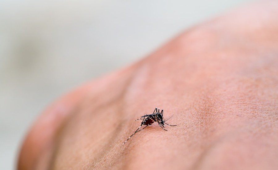 close up of a mosquito on a hand