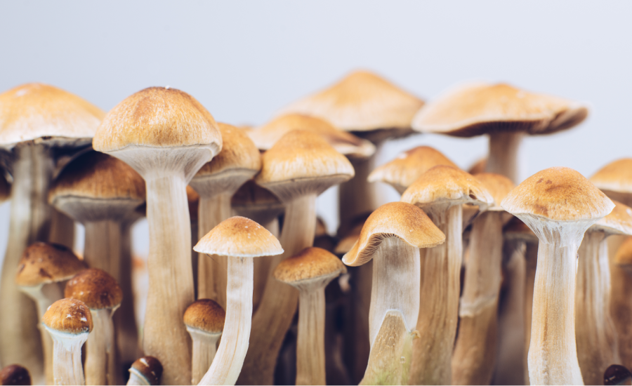 "Magic mushrooms" are photographed.