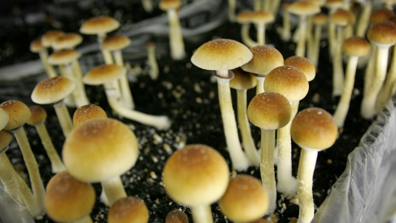 Magic mushrooms are grown in Hazerswoude, The Netherlands.