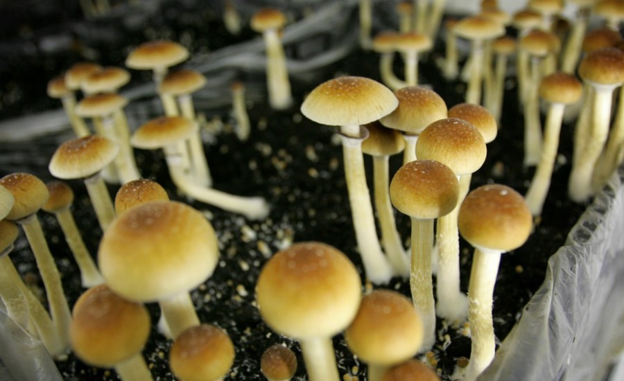 Magic mushrooms are grown in Hazerswoude, The Netherlands.