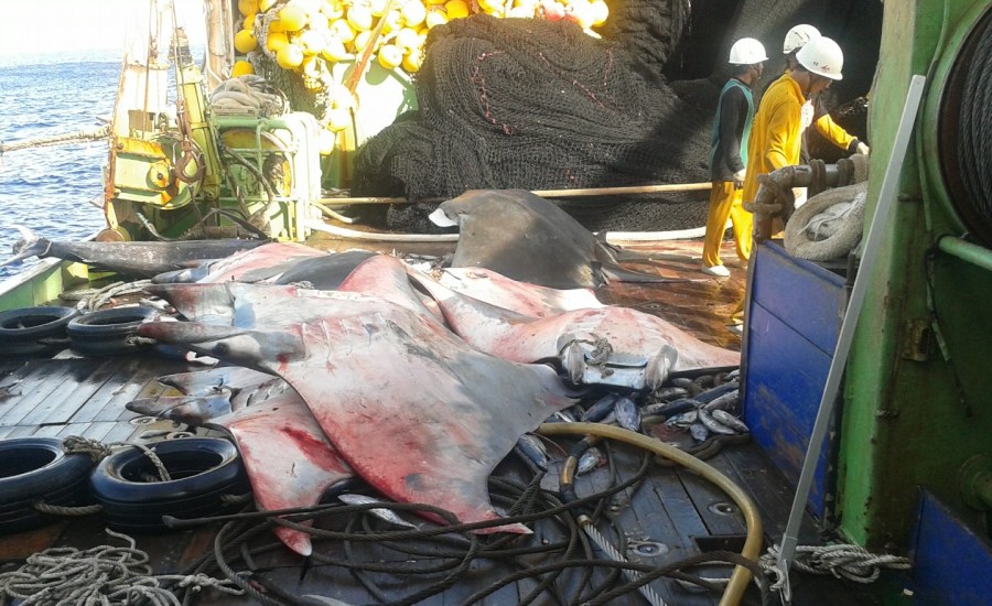 dead devil rays piled on deck of a ship with workers standing nearby