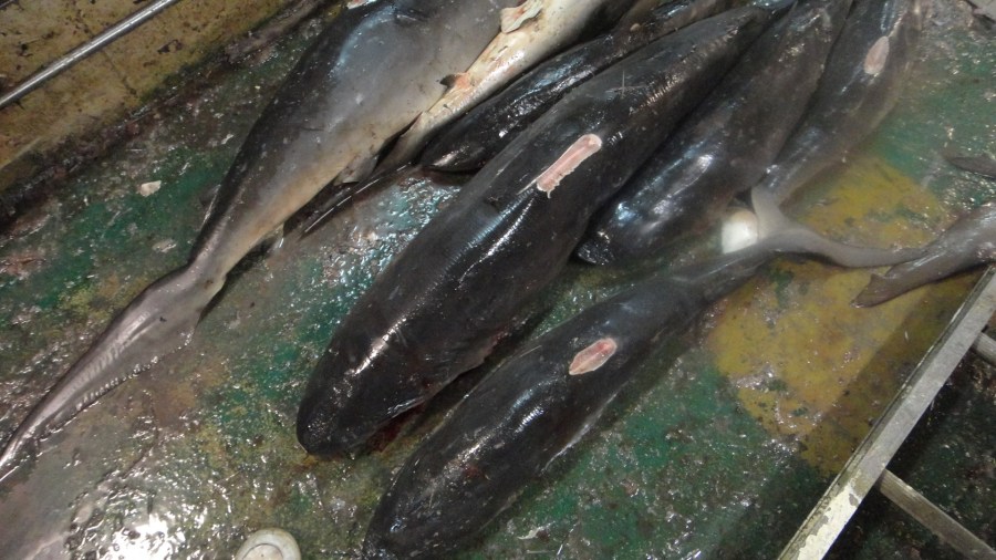 small cetaceans on deck of boat with top fins cut off