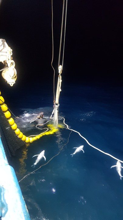 a person in the water beside a ship cutting fins on an cetacean, with other cetacean bodies floating nearby