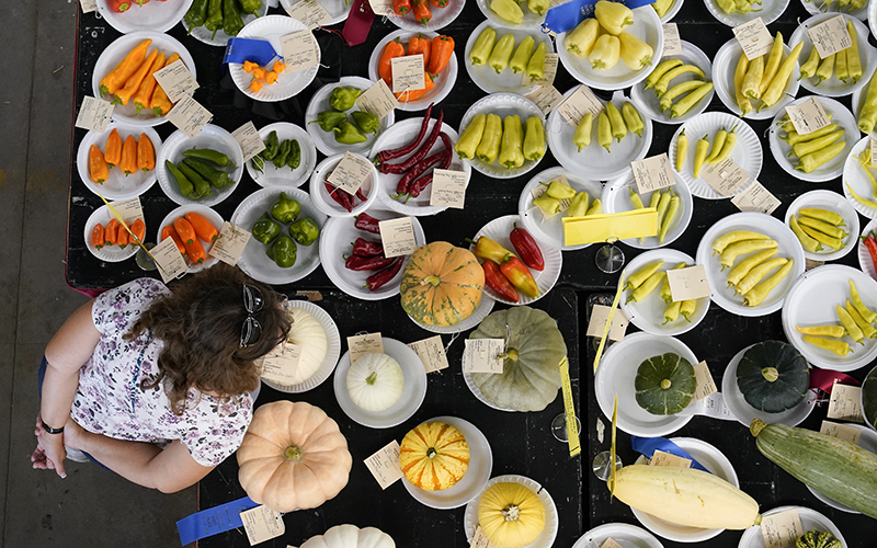 A fairgoer looks over prize-winning produce on display