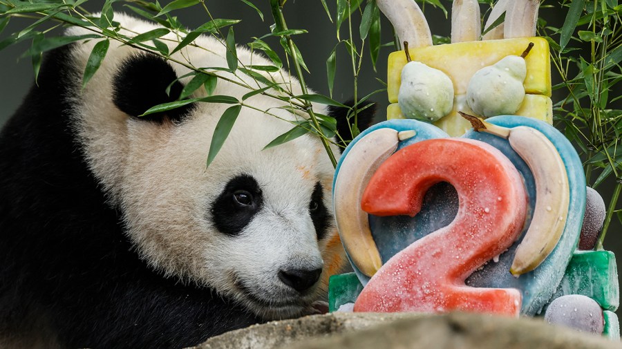 Giant panda Xiao Qi Ji eats an ice cake