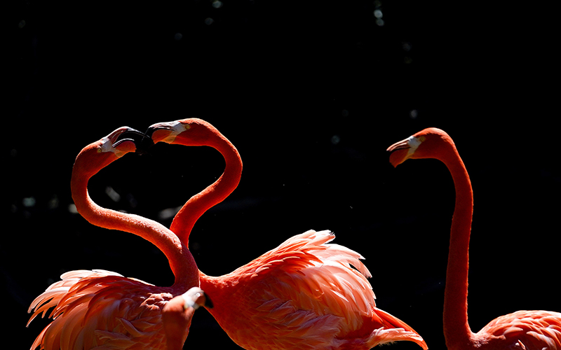 Caribbean flamingos interact with each other at the Maryland Zoo