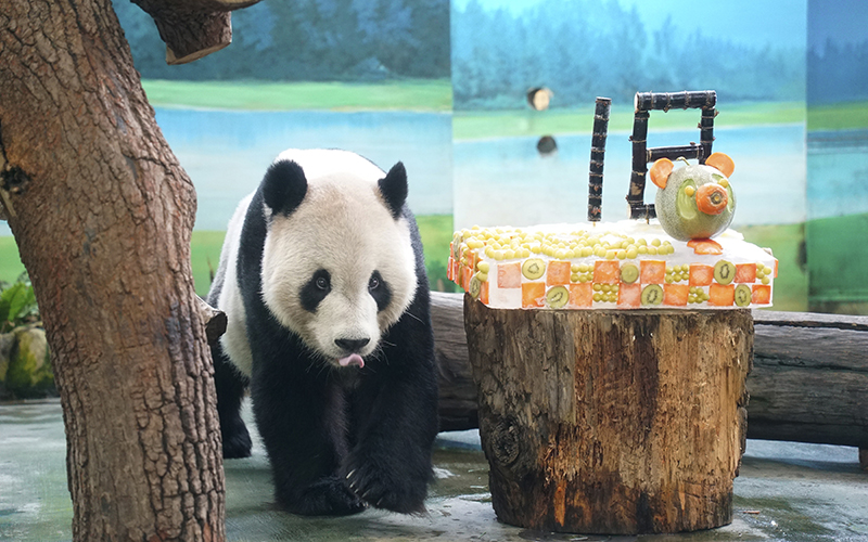 Giant panda Yuan Yuan is seen near a birthday cake