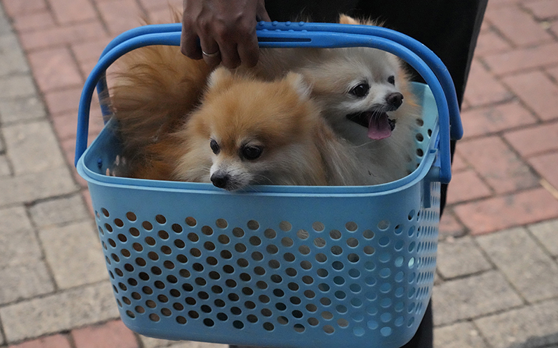 A man brings his dogs for vaccination