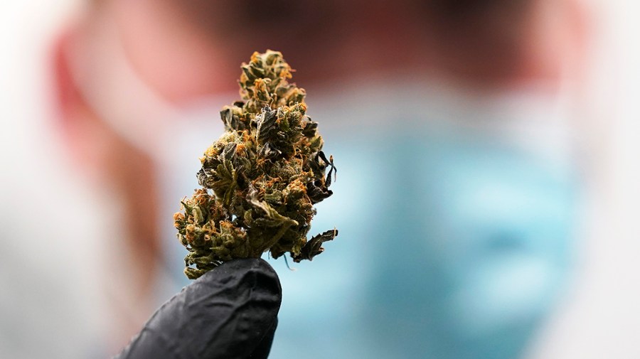 A man holds a mature bud of marijuana