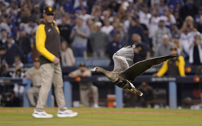 A goose takes flight over the infield during the eighth inning in Game 2