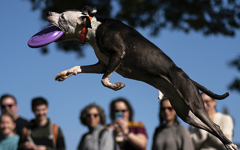 A dog catches a purple frisbee mid-air during the canine frisbee demonstration as a crowd watches in the background