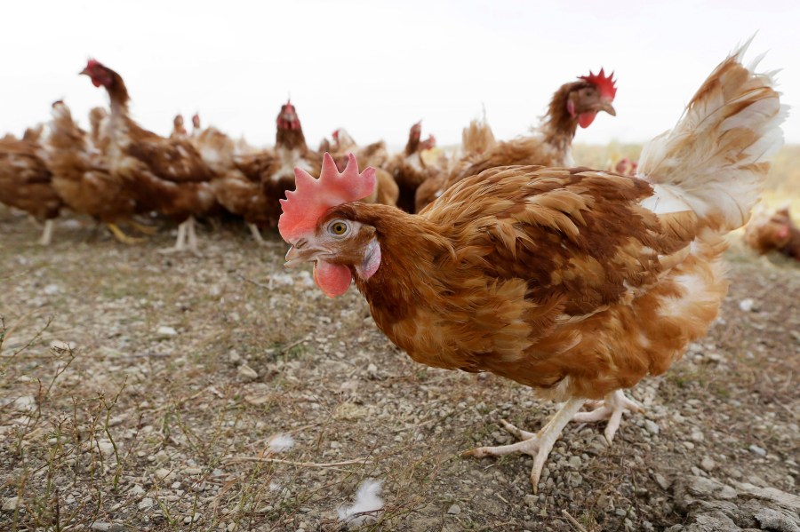 Chickens walk in a fenced pasture