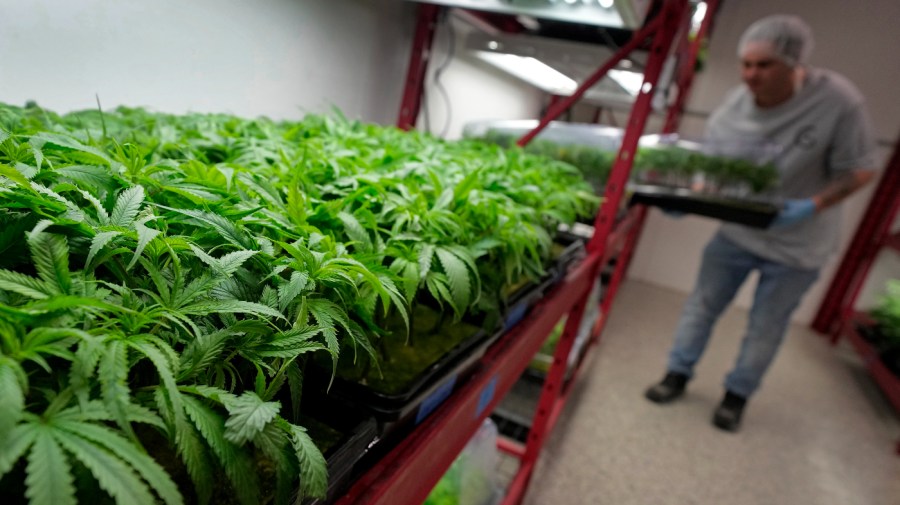 Michael Stonebarger sorts young cannabis plants at a marijuana farm