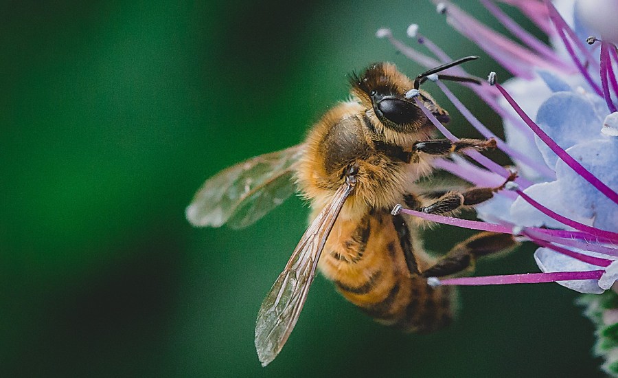 Honeybee on flower.