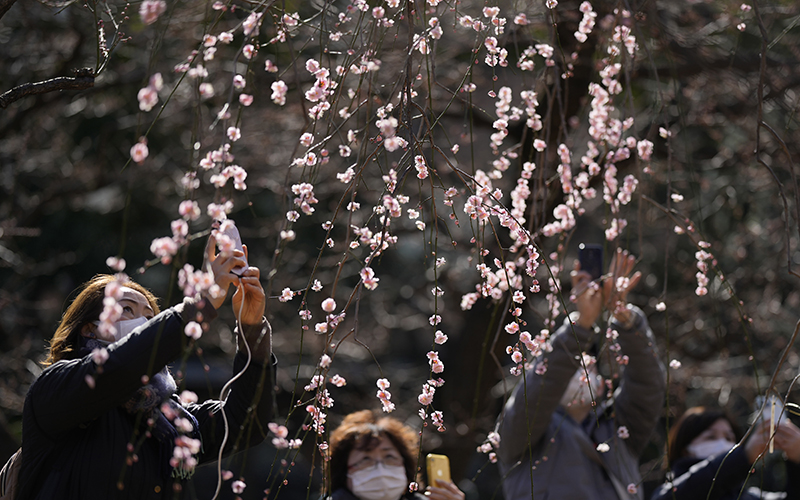 Visitors take pictures of plum blossoms at the Yushima Shinto shrine