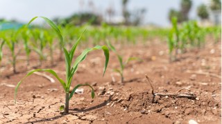 agriculture, drought, farming, farm bill, climate, corn crop