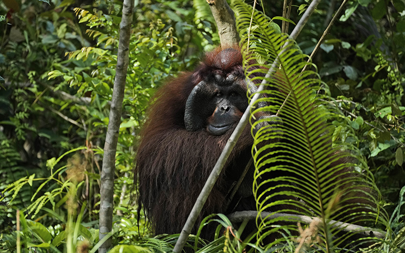 An orangutan climbs trees at Borneo Orangutan Survival Foundation’s Samboja Lestari Orangutan Rescue and Rehabilitation Centre