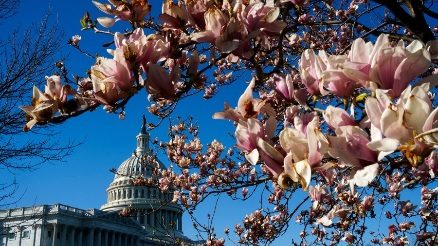 Magnolia trees are seen on the East Front Plaza of the Capitol