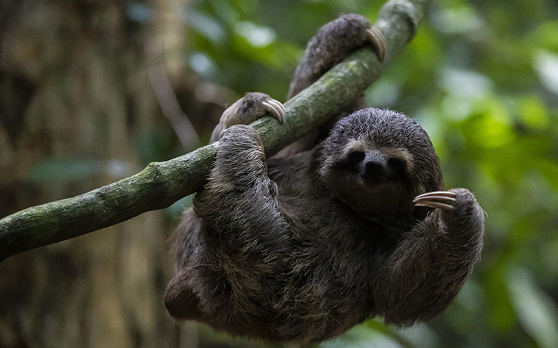 A young sloth hangs from a branch