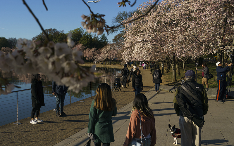 People view the Cherry Blossoms at the Tidal Basin in Washington, D.C.