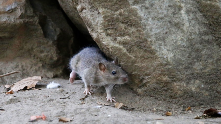 A rat leaves its burrow at a park in New York City.