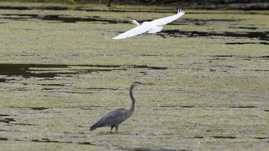 FILE - A great egret flies above a great blue heron in a wetland inside the Detroit River International Wildlife Refuge on Oct. 7, 2022, in Trenton, Mich. Congress on Wednesday, March 29, 2023, approved a resolution to overturn the Biden administration’s protections for the nation’s waterways that Republicans have criticized as a burden on business, advancing a measure that President Joe Biden has promised to veto. (AP Photo/Carlos Osorio, File)