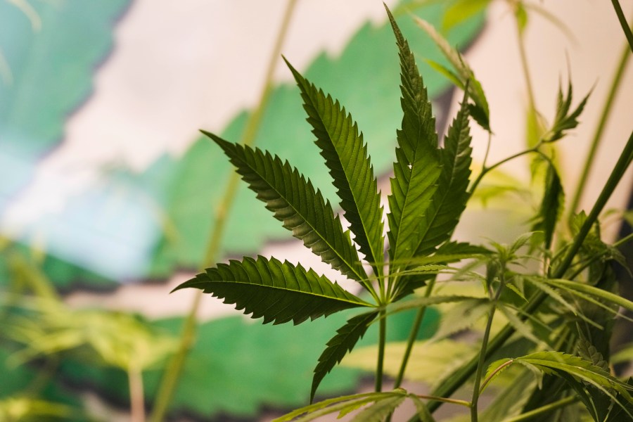 The leaves of a growing cannabis or hemp plant stand in a box at the Cannabis Museum in Berlin, Germany, Wednesday, April 12, 2023. The German government on Wednesday presented scaled-back plans to liberalize the country's rules on cannabis, which would decriminalize possessing and growing limited amounts of the substance and allow its sale for recreational purposes to members of nonprofit 'cannabis clubs.' (AP Photo/Markus Schreiber)