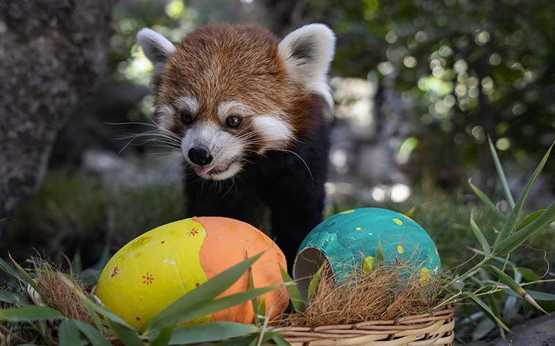 A red panda stands over two large, brightly colored Easter eggs filled with snacks