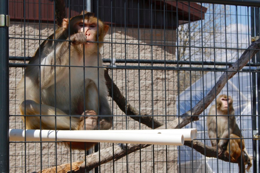 FILE - River, left, and Timon, both rhesus macaques who were previously used in medical research, sit in an outdoor enclosure at Primates Inc., in Westfield, Wis., on May 13, 2019. (AP Photo/Carrie Antlfinger, FILE)