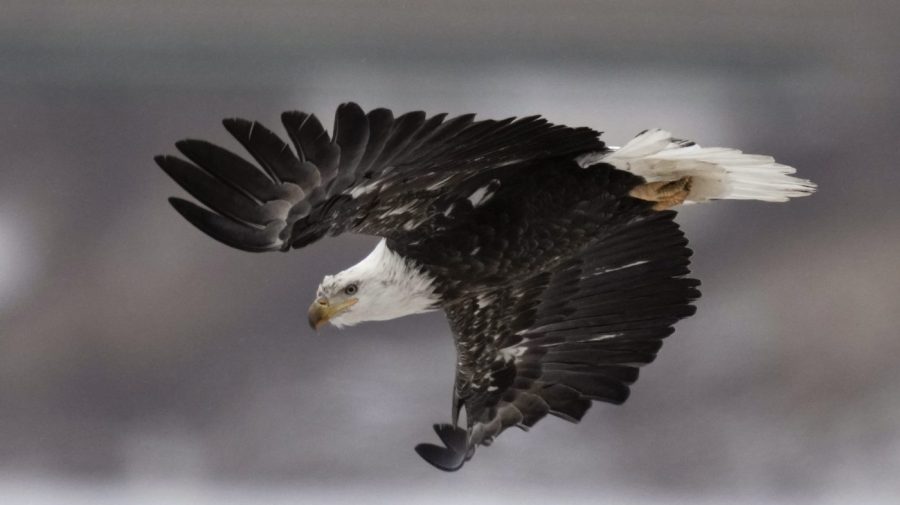 A bald eagle flies over a partially frozen Des Moines River, Dec. 21, 2022, in Des Moines, Iowa.