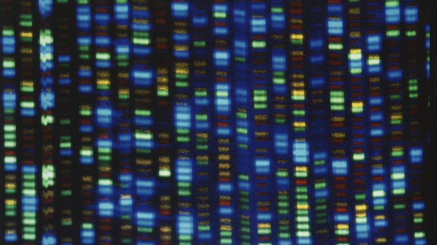 FILE - This undated image made available by the National Human Genome Research Institute shows the output from a DNA sequencer. The much-heralded Human Genome Project was a huge milestone for science, but most of that genetic blueprint came from one man from Buffalo, N.Y. On Wednesday, May 10, 2023, scientists announced they have sequenced the genomes of 47 people from around the world, allowing scientists to be able to look at what's normal and what's not across people and learn more about what genes do and what diseases genetic problems may cause. (NHGRI via AP, File)