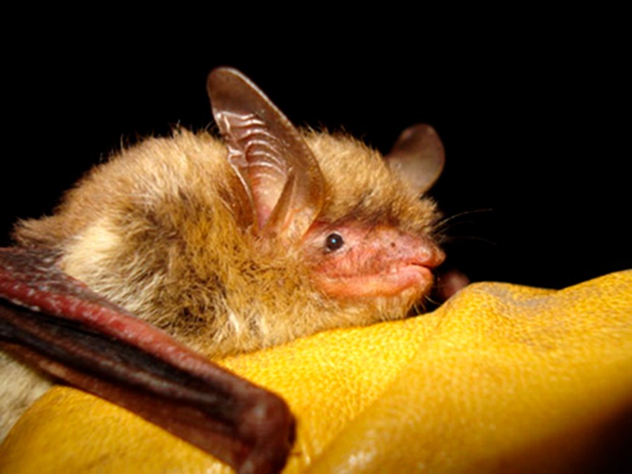 FILE - This undated photo provided by the Wisconsin Department of Natural Resources shows a northern long-eared bat. The U.S. Senate on Thursday, May 11, 2023, proposed dropping a 2022 federal designation of the northern long-eared bat as endangered. The Fish and Wildlife Service declared the northern long-eared bat endangered last November, raising its status from threatened. It is among 12 bat types hammered by white-nose syndrome, a fungal disease that has reduced its numbers by 97% or more in some areas. (Wisconsin Department of Natural Resources via AP, File)