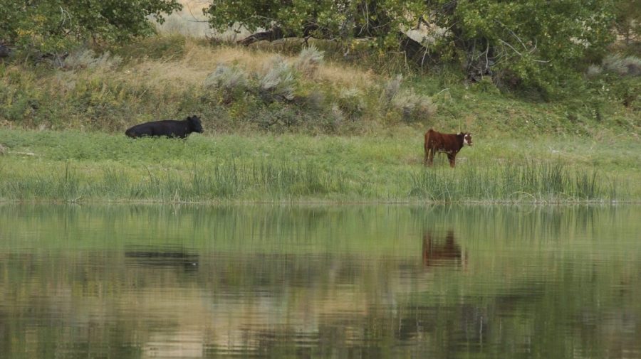 FILE - Cattle graze along a section of the Missouri River that includes the Upper Missouri River Breaks National Monument near Fort Benton, Mont., on Sept. 19, 2011. A Biden administration proposal would allow the sales of conservation leases on federal lands to restore degraded habitat. (AP Photo/Matthew Brown, File)