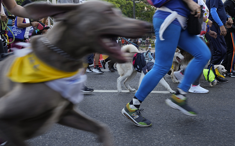 Dogs and owners run during of 4k pet run