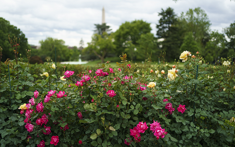 The Rose Garden at the White House in Washington, D.C., is seen