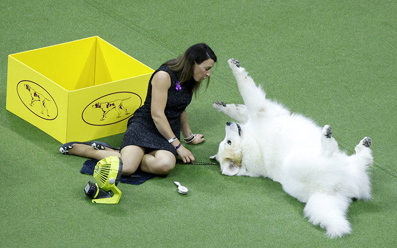 A Great Pyrenees acts playful before competing at the 147th Westminster Kennel Club dog show