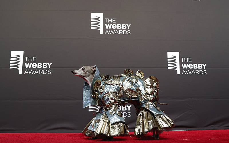 The Italian Greyhound Tika the Iggy is seen in a metallic gold and silver flared outfit on the red carpet for the Webb Awards