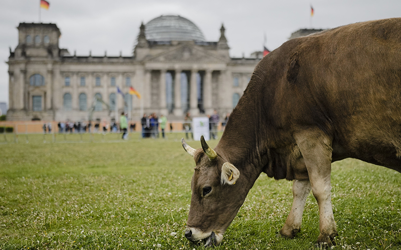 A brown cow grazes on the meadow in front of the German parliament building, the Reichstag, as protestors are seen in the background