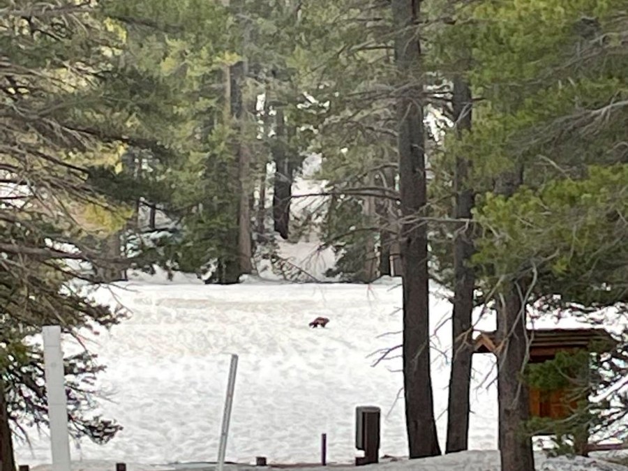 This May 2023 image released by the National Park Service shows a rare wolverine sighting in the eastern Sierra Nevada, Calif. A wolverine was spotted three times last month in the eastern Sierra Nevada, a rare occurrence for an animal that's only been seen one other time in California over the last 100 years, state wildlife officials said. The latest wolverine appears to be a young male seeking a mate. The animal has been spotted twice in the Inyo National Forest and once in Yosemite National Park. (National Park Service via AP)