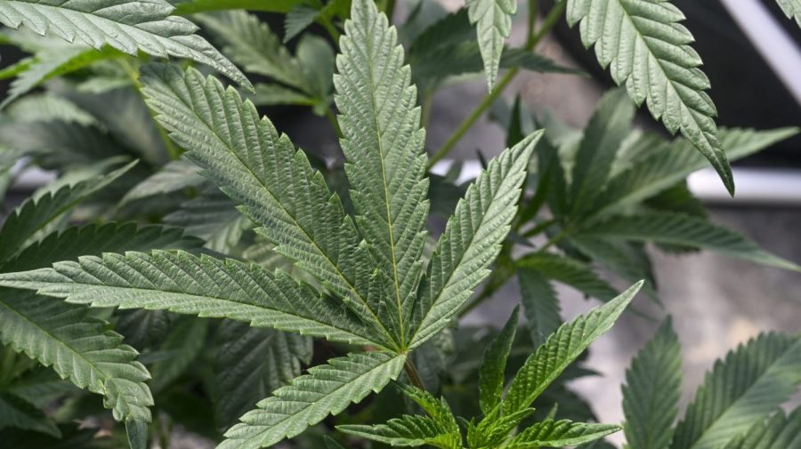 FILE - Marijuana plants grow at a secured growing facility in Washington county, N.Y., May 12, 2023. An NCAA medical committee believes it is time to remove marijuana from the governing body's list of banned drugs. It also thinks drug testing should be limited to performance-enhancing substances. (AP Photo/Hans Pennink, File)