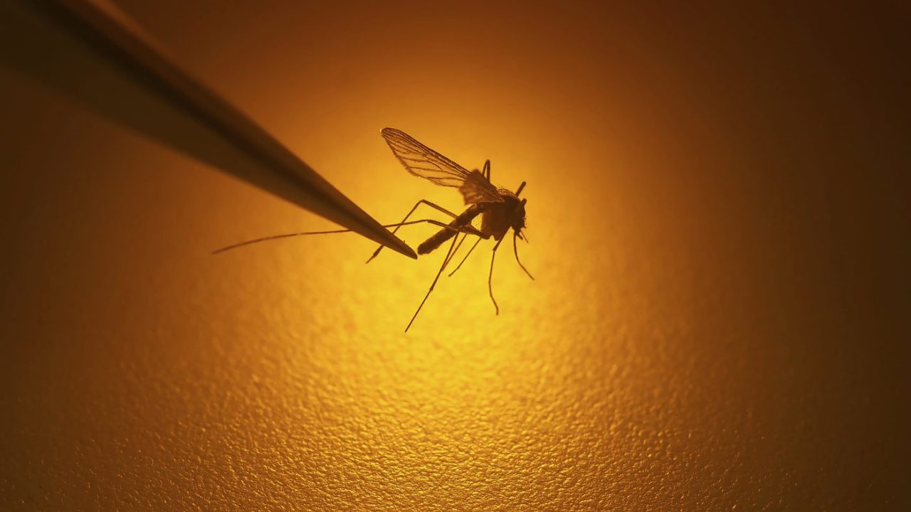 FILE - Salt Lake City Mosquito Abatement District biologist Nadja Reissen examines a mosquito in Salt Lake City, Aug. 26, 2019. European Union officials warned Thursday June 22, 2023, there is a growing risk of mosquito-borne viral diseases such as dengue and chikungunya in Europe due to climate change. (AP Photo/Rick Bowmer, File)