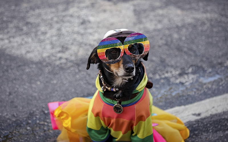 A dog in a rainbow costume is seen during the annual Gay Pride Parade