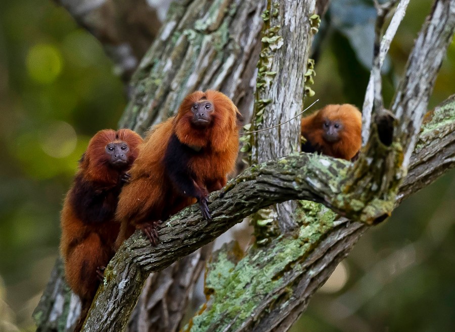 Three golden lion tamarin monkeys sit on a branch in a tree.