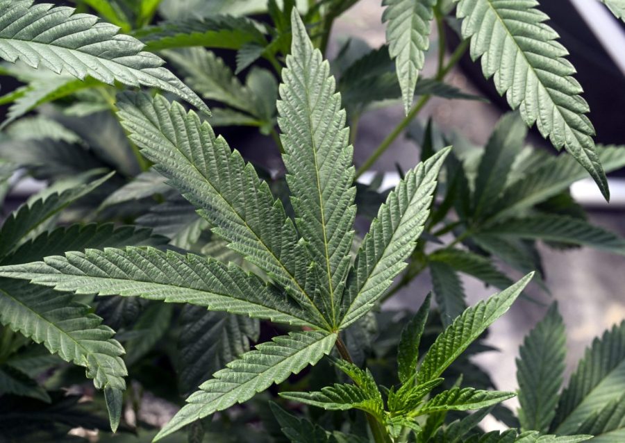 FILE - Marijuana plants are seen at a growing facility in Washington County, N.Y., May 12, 2023. The U.S. Department of Health and Human Services has delivered a recommendation to the Drug Enforcement Administration on marijuana policy, and Senate leaders hailed it Wednesday, Aug. 30, as a first step toward easing federal restrictions on the drug. (AP Photo/Hans Pennink, File)