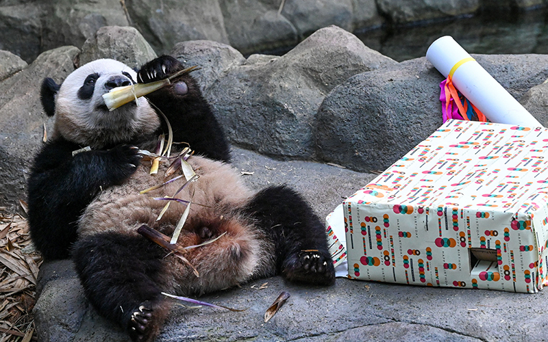 Le le, the first giant panda born in Singapore, eats food received on the day of its 2nd birthday. Next to the panda is a large package wrapped in colorful paper