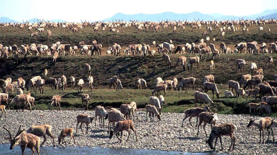 FILE - In this undated file photo provided by the U.S. Fish and Wildlife Service, caribou from the Porcupine caribou herd migrate onto the coastal plain of the Arctic National Wildlife Refuge in northeast Alaska. In an aggressive move that angered Republicans, the Biden administration on Wednesday, Sept. 6, 2023, canceled seven oil and gas leases in Alaska's Arctic National Wildlife Refuge, overturning sales held in the Trump administration's waning days, and proposed stronger protections against oil drilling in 13 million acres of wilderness in the state's National Petroleum Reserve. (U.S. Fish and Wildlife Service via AP, File)