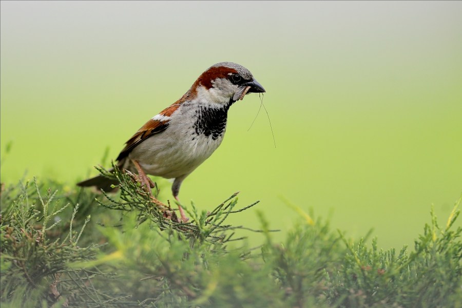 FILE - A house sparrow is seen with an insect in its beak, May 25, 2020, in Lutherville-Timonium, Md. As climate change intensifies extreme heat, farms are becoming less hospitable to many nesting birds, including the house sparrow, a new study found on Thursday, Oct. 19, 2023. (AP Photo/Julio Cortez, File)